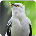 Suara Burung Jalak Putih Gacor : Suara Jalak Putih icône