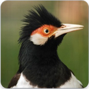 Masteran Jalak Suren : Suara Burung Jalak Suren APK