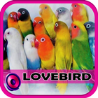 Master Love bird Laugh Offline icône
