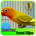 Masteran : Lovebird Pastel Ijo icône