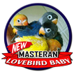 Masteran Lovebird Baby