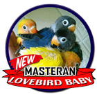 Masteran Lovebird Baby आइकन