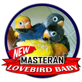 Masteran Lovebird Baby simgesi