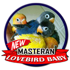 Masteran Lovebird Baby icône