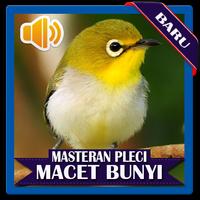 Terapi Masteran Pleci Macet Bunyi 海报