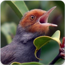 Masteran Burung Prenjak : Suara Prenjak Gacor APK