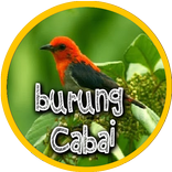 Master Kicau Burung Cabai