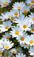 Live Flowers Wallpapers постер