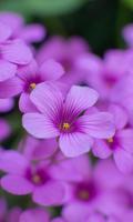 Live Flowers Wallpapers скриншот 1