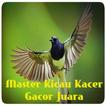Master Kicau Kacer Gacor Juara