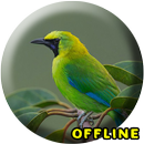 Suara Burung Cucak Ijo Betina Gacor MP3 aplikacja