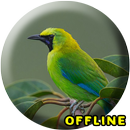 Suara Burung Cucak Ijo Betina Gacor MP3 APK