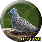 Suara Burung Perkutut Juara MP3 ikona