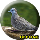 Suara Burung Perkutut Juara MP3 APK