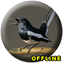 Suara Burung Kacer Betina Gacor MP3 aplikacja