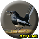 Suara Burung Kacer Betina Gacor MP3 icône