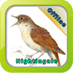 Kicau Burung Nightingale