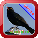 Master Kicau Burung Blackbird aplikacja