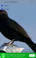 1 Schermata Master Kicau Burung Blackbird