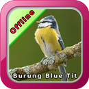 Kicau Burung Blue Tit aplikacja