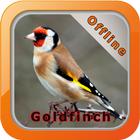 Master Kicau Burung Goldfinch icon