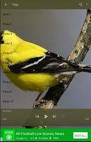 Master Kicau Burung Goldfinch screenshot 2