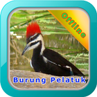 Master Kicau Burung Pelatuk 圖標