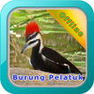 Master Kicau Burung Pelatuk