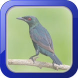 Master Kicau Cucak Keling