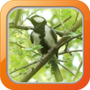 Kicau Gelatik Wingko APK