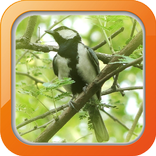 Kicau Gelatik Wingko