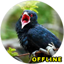 Suara Burung Jalak Kebo Gacor MP3 aplikacja
