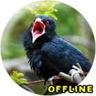 Suara Burung Jalak Kebo Gacor MP3 icône
