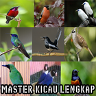 Master Kicau Lengkap MP3 biểu tượng