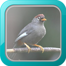 Kicau Poksay Mandarin APK