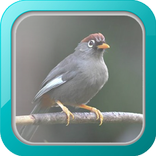 Kicau Poksay Mandarin