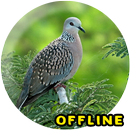 Suara Burung Tekukur MP3 APK