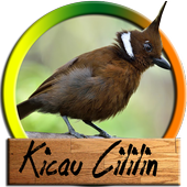 Cililin Master Kicau icon