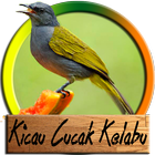 Master Kicau Cucak Kelabu icon