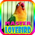Raja Kicau Master Lovebird icône