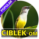 Kicau CIBLEK Kondang Om icon