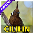 Kicau Cililin Pelakor Pemaster