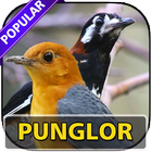 Kicau Pemaster Punglor Lengkap icon