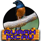 Kicau Murai Terlengkap icon