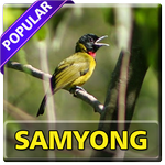 Kicau Burung Samyong Top Apk App Free Download For Android