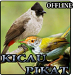 Kicau Prenjak & Kutilang Pikat Lengkap