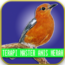 Meistertherapie Vögel Anis Merah APK