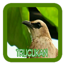 Master Trucukan APK