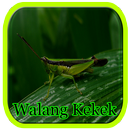 Master Andalan Walang Kekek APK