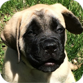 Mastiff Wallpapers